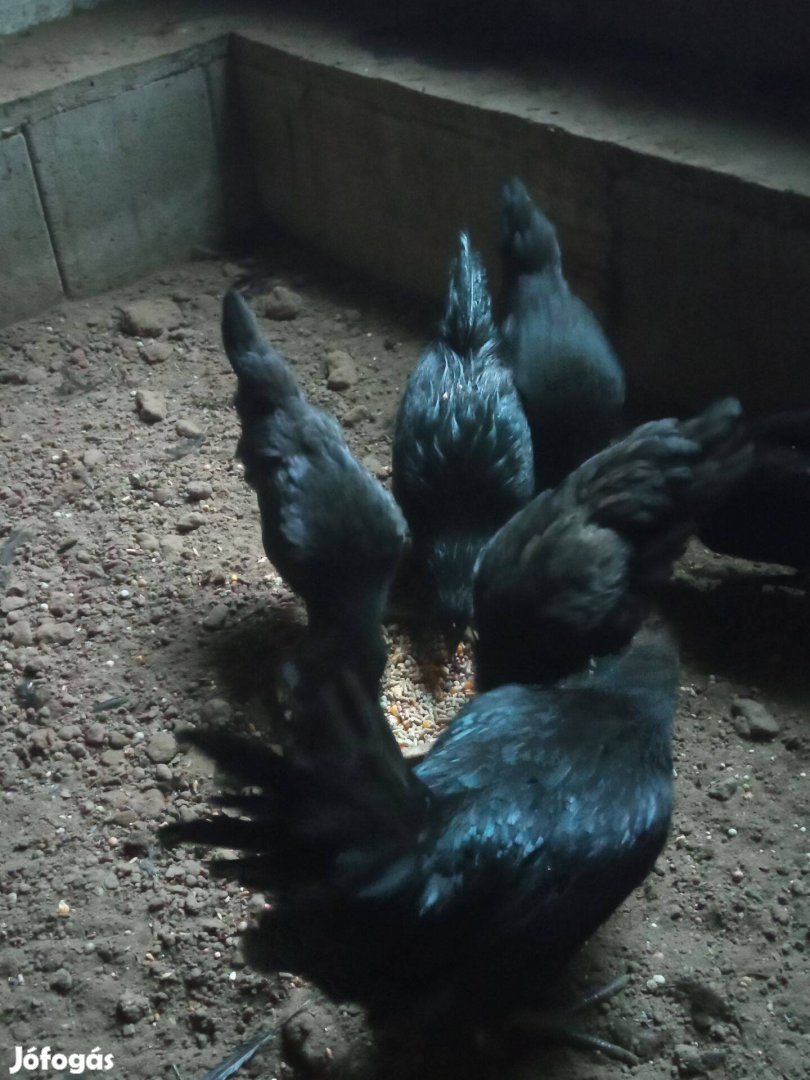 Ayam Cemani eladó