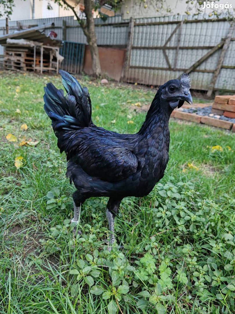 Ayam Cemani kakasok