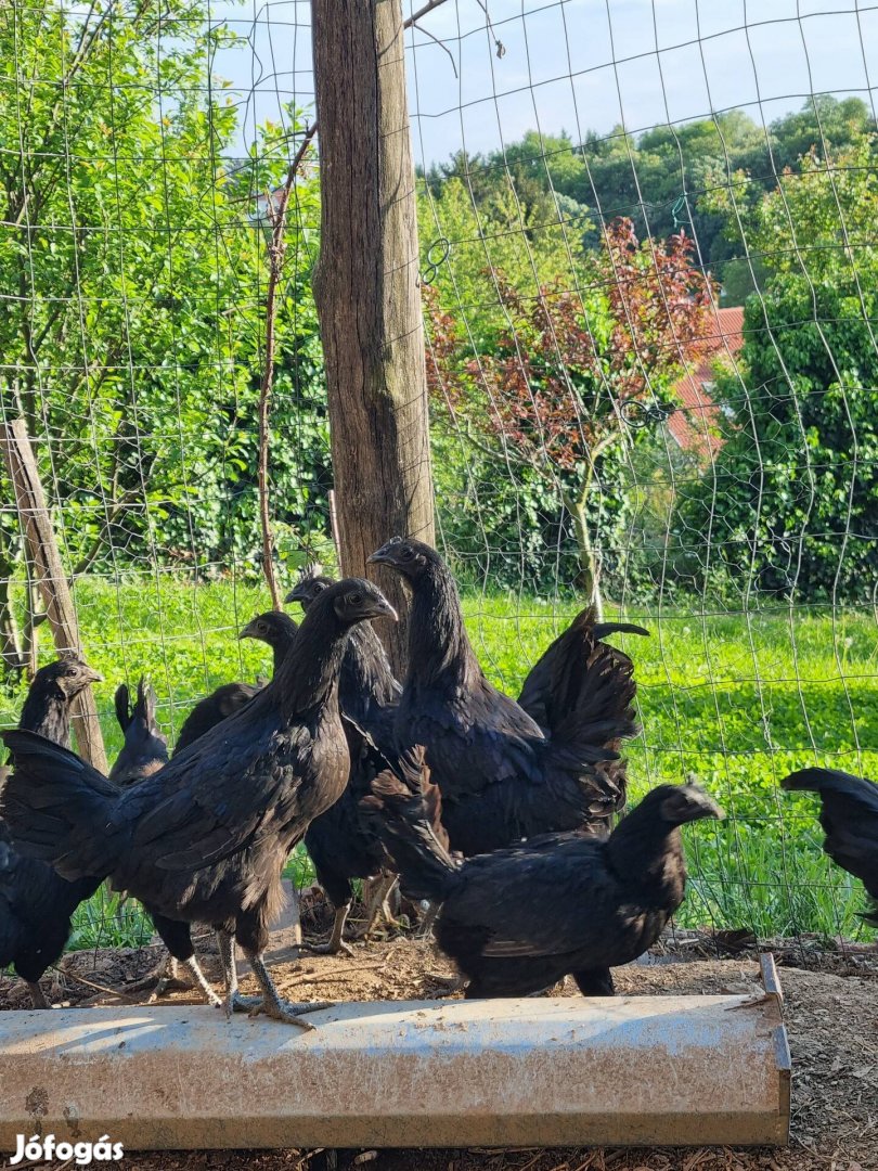 Ayam Cemani párok 