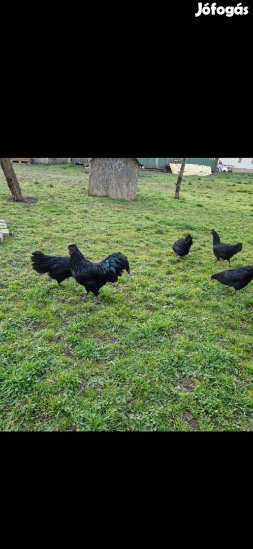 Ayam cemani eladó