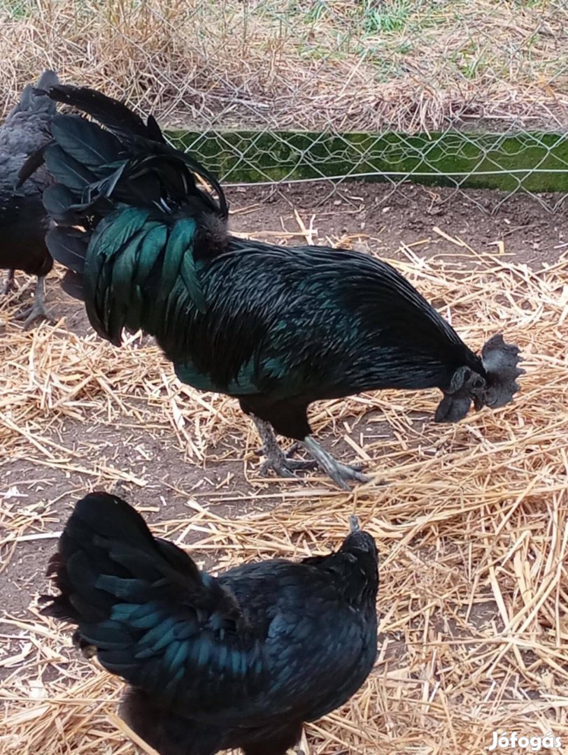 Ayam cemani kakas