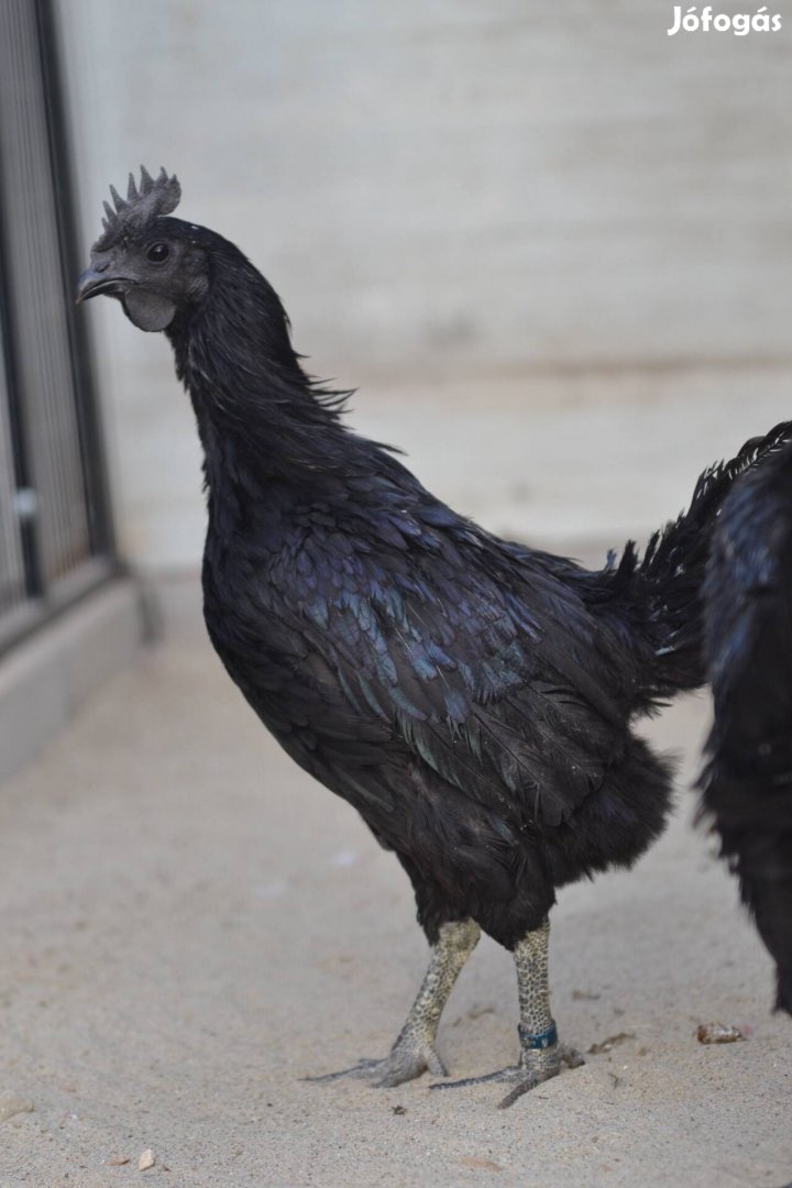 Ayam cemani kakas 