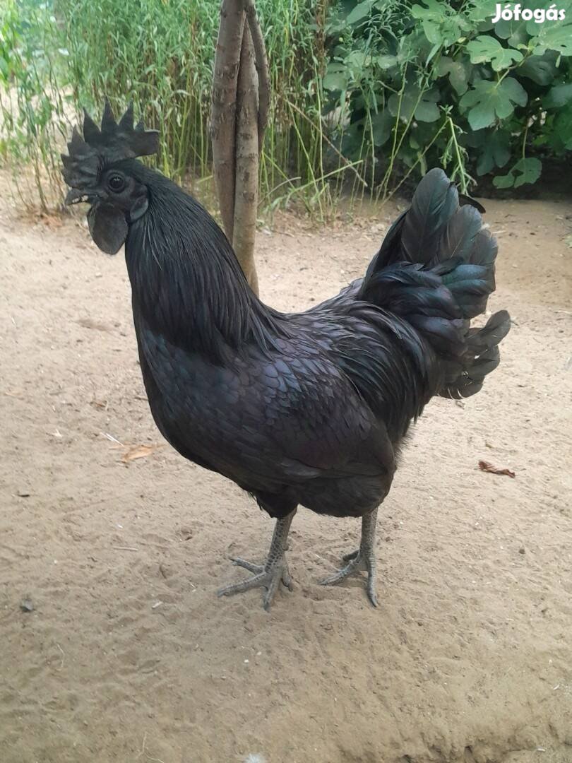 Ayam cemani kakas eladó