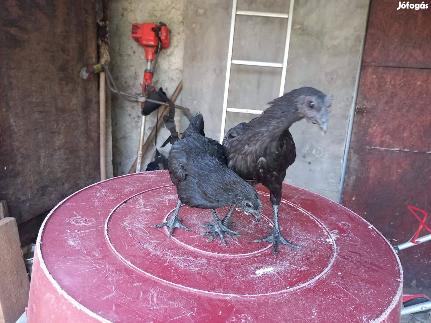 Ayam cemani kakas,jérce eladó