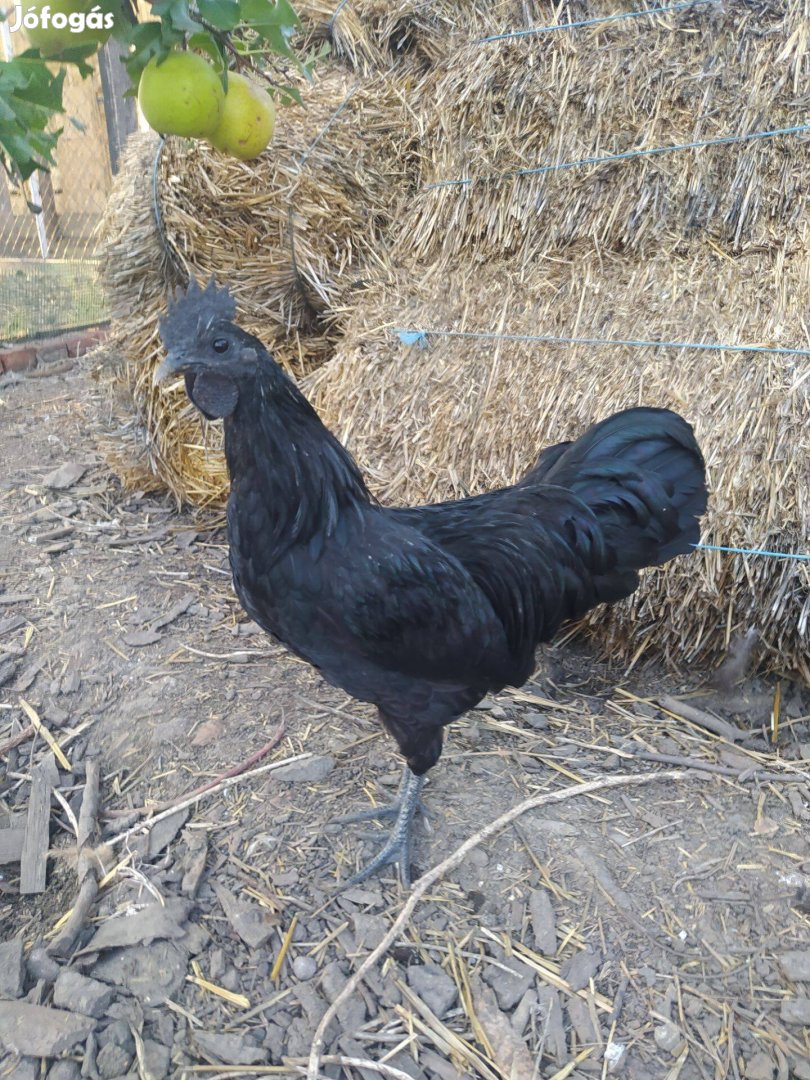 Ayam cemani kakasok