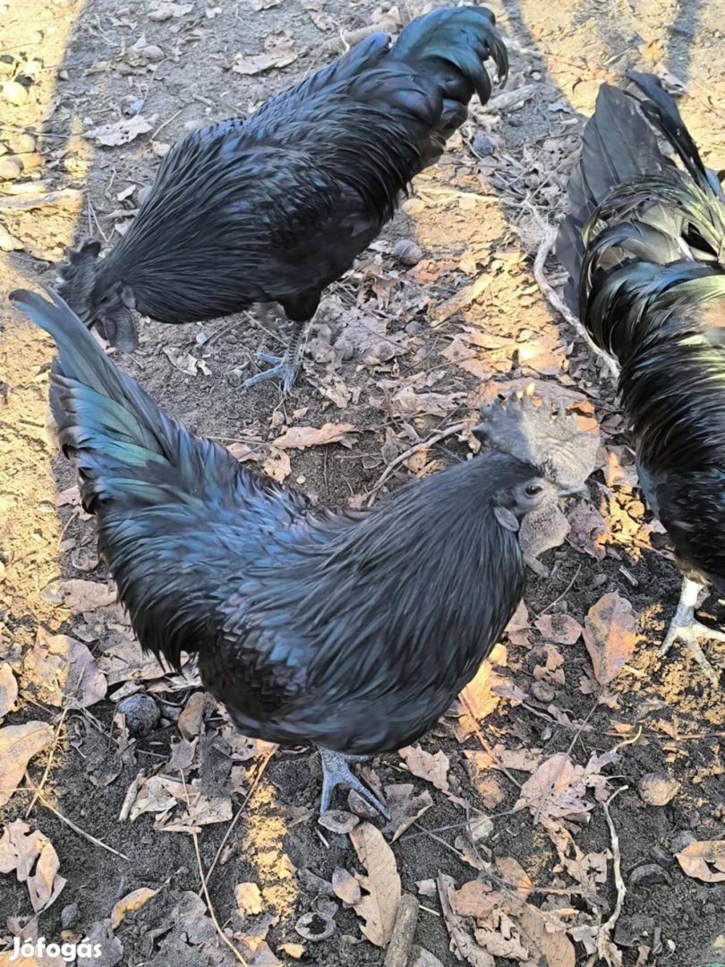 Ayam cemani kakasok