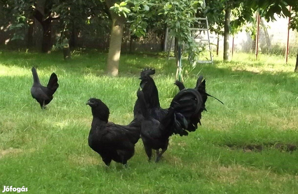 Ayam cemani növendékek kaphatók