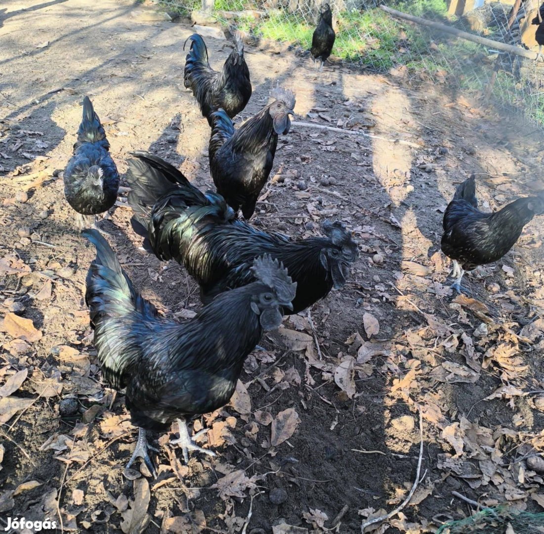 Ayam cemani tojás