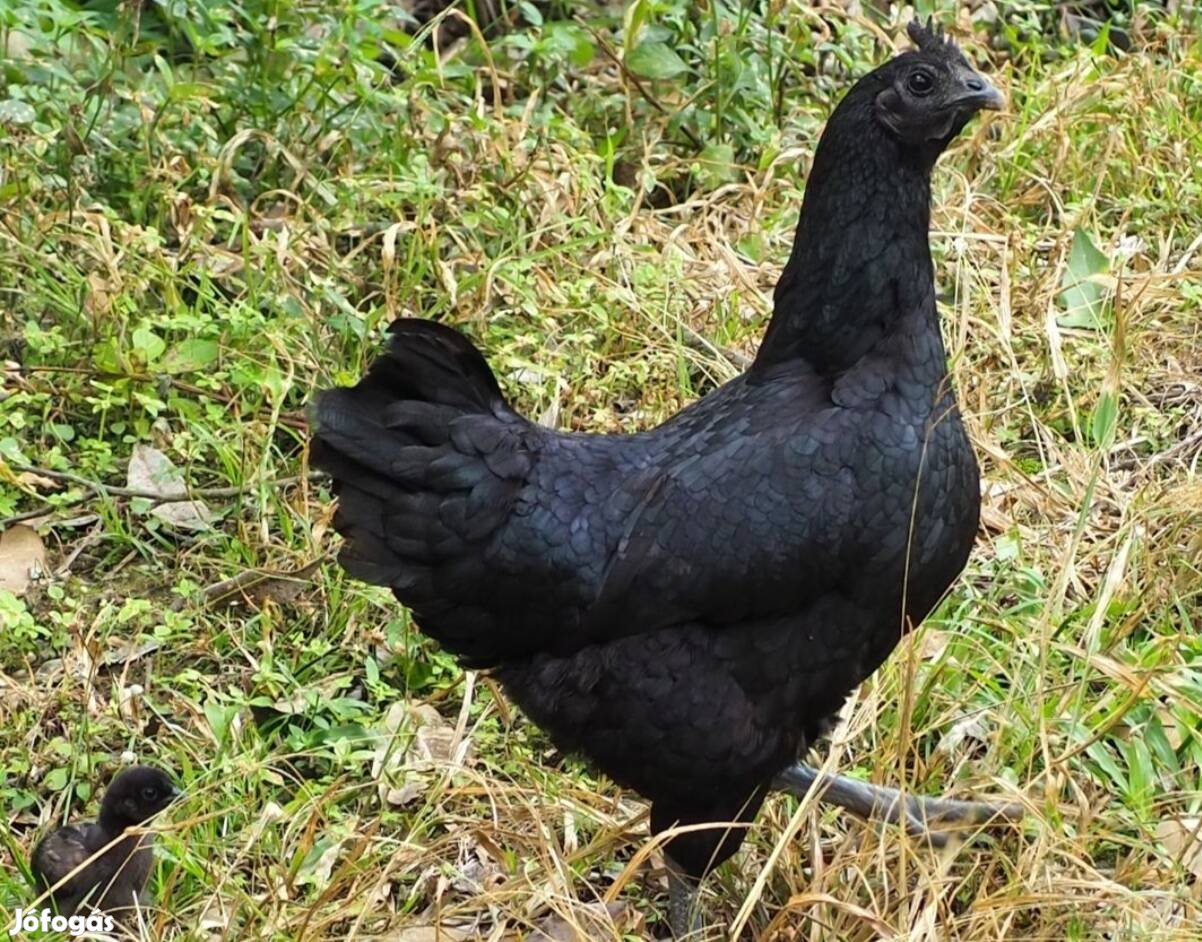 Ayam cemani tojás