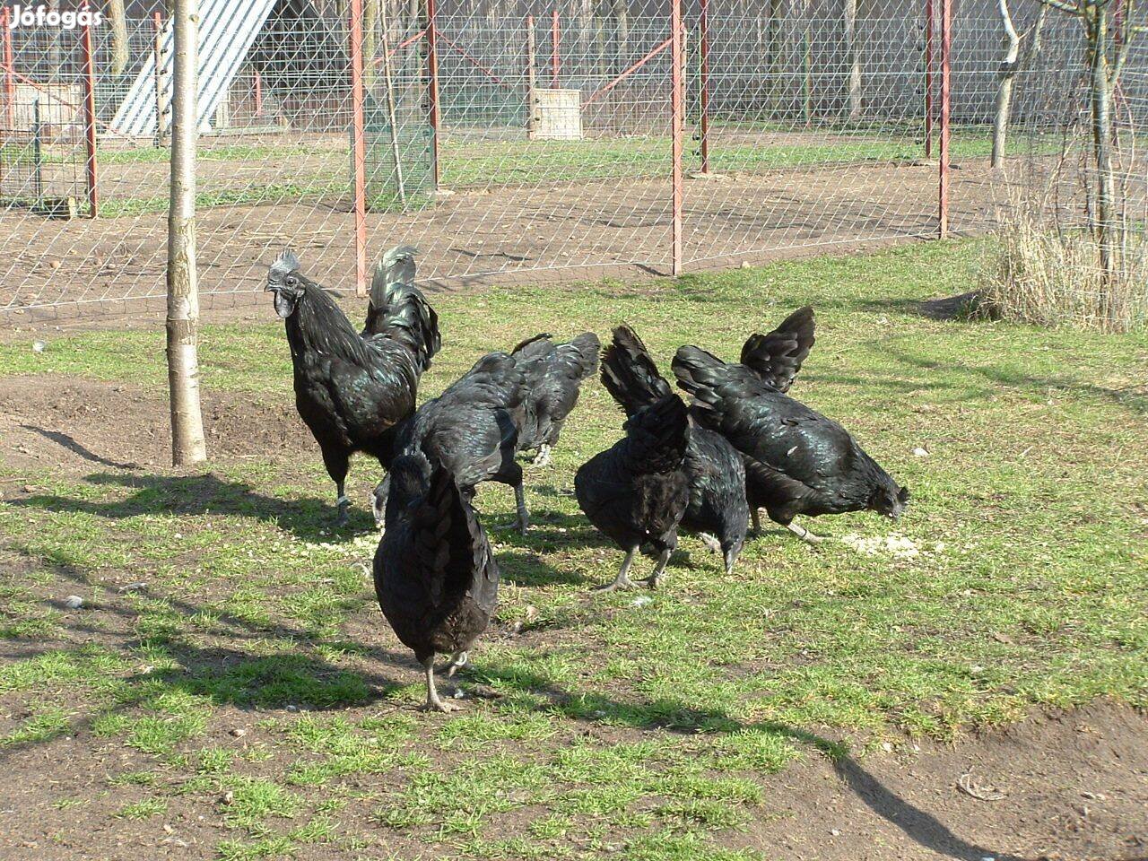 Ayam cemaniktól tenyésztojás kapható