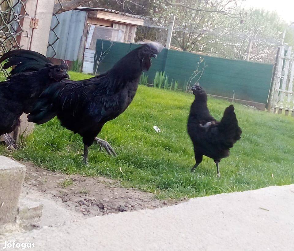 Ayam cenami család