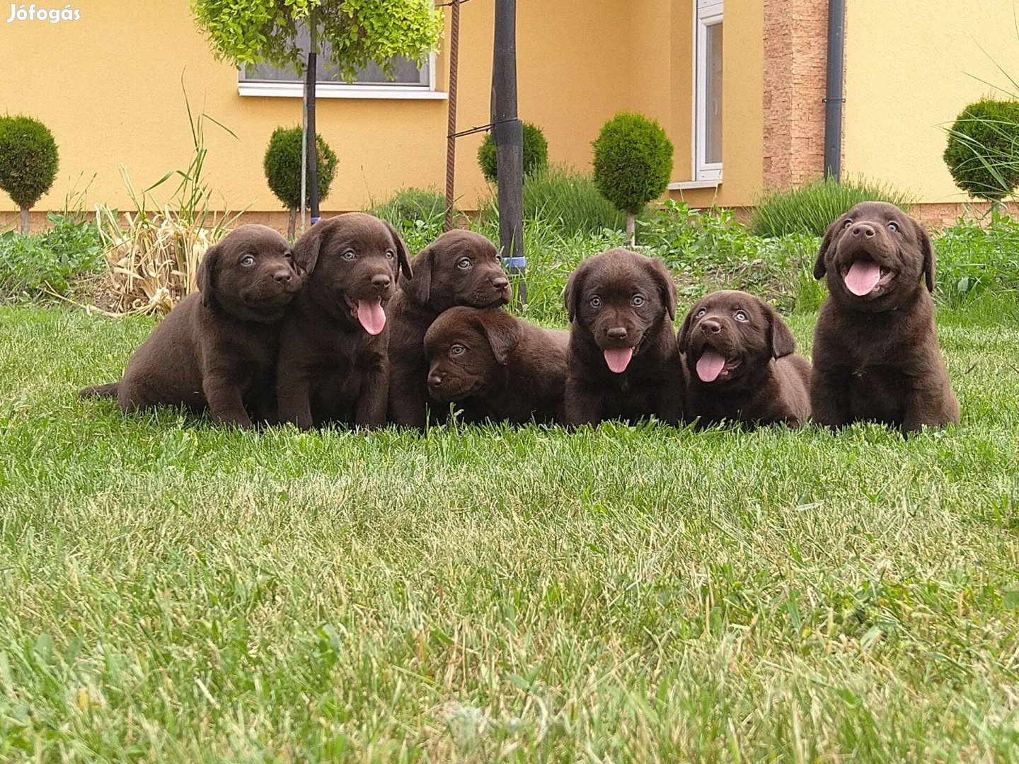 Az ország legjobb kenneljéből labrador kölykök -