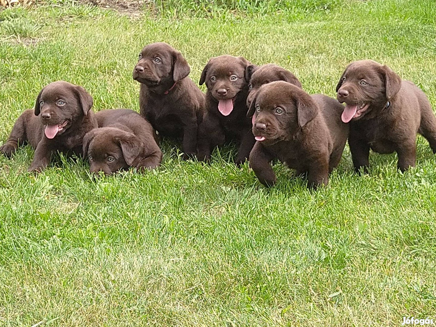 Az ország legszebb csoki labradorjai a Lukácsikennelnél!