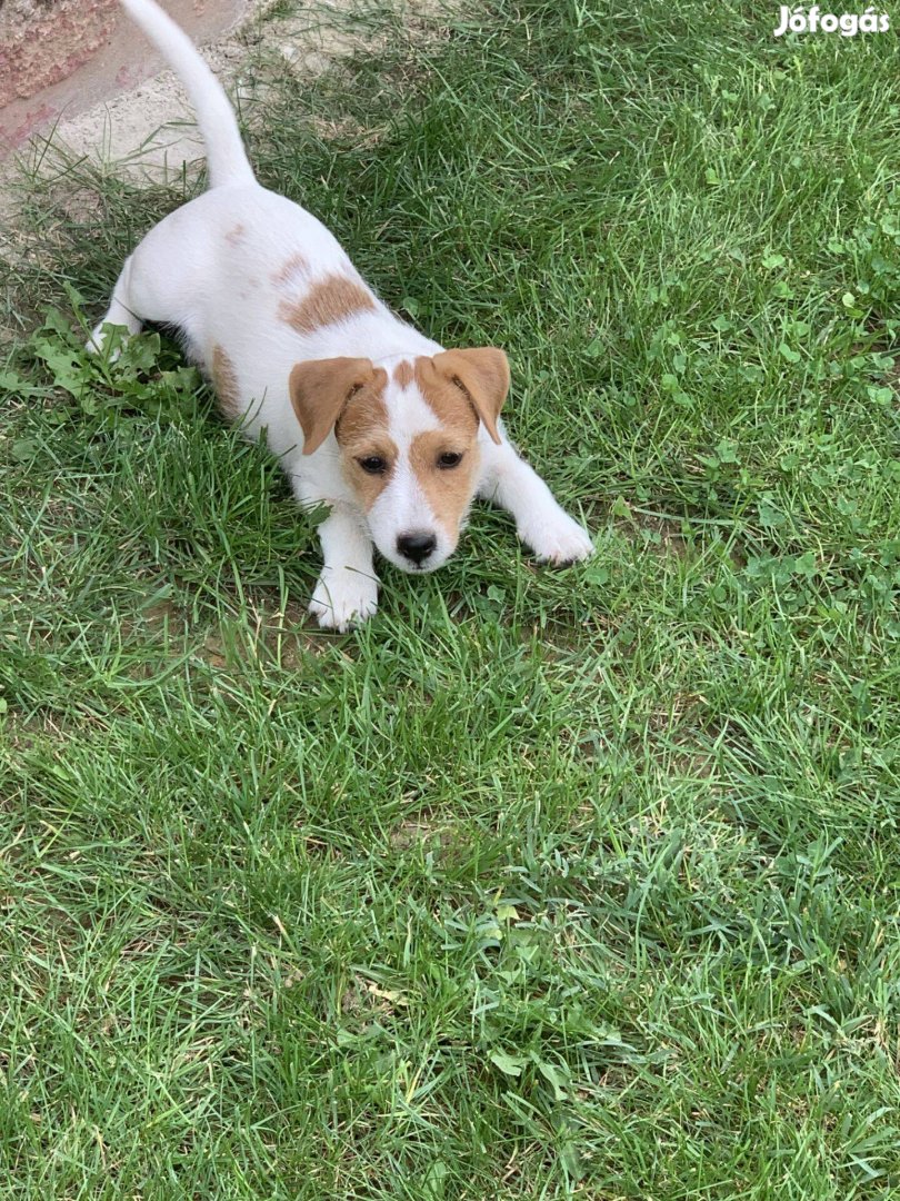 Azonnal elvihető fajta jellegű Jack Russel kölyök kiskutyák eladók!