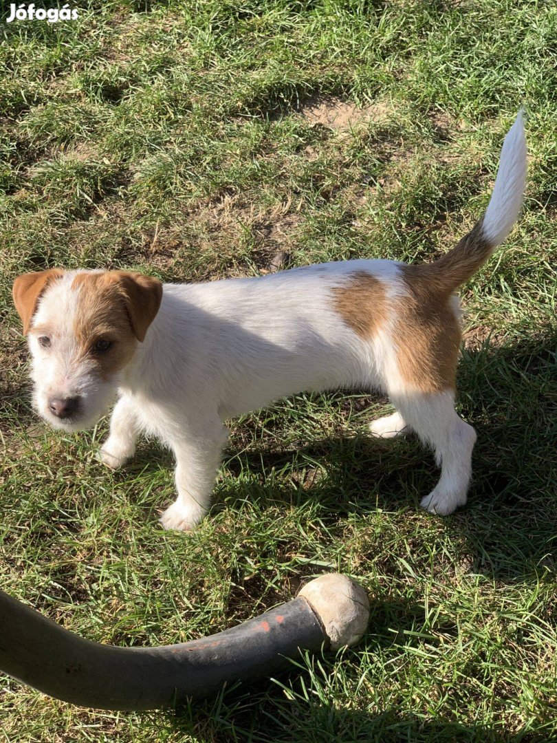 Azonnal elvihető fajta jellegű Jack Russel terrier kölykök eladók!