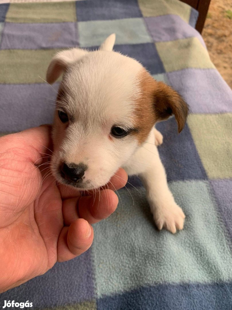 Azonnal elvihető fajta jellegű Jack Russel terrier kölykök eladók!