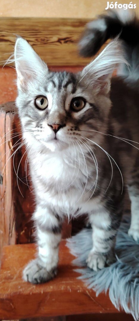 Azonnal elvihető törzskönyves maine coon kandúr!