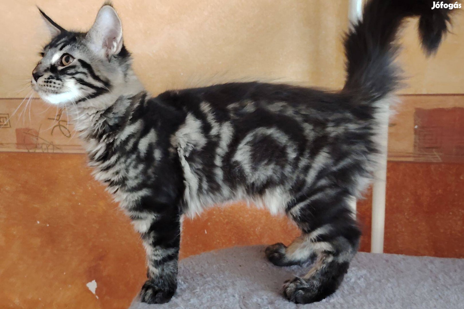 Azonnal elvihető törzskönyves maine coon kandúr!