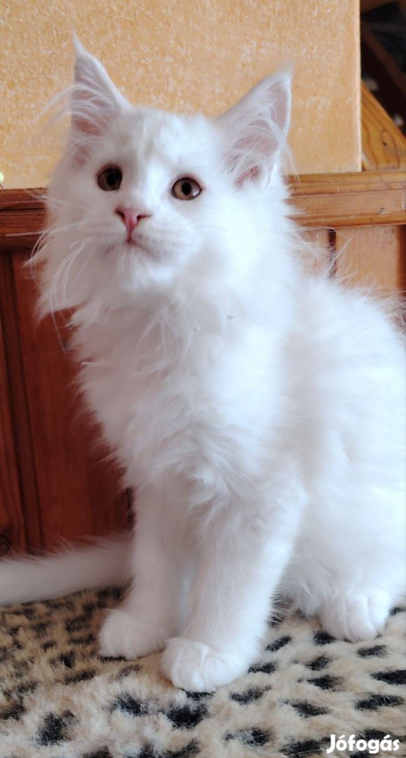 Azonnal elvihető törzskönyves maine coon nőstény!