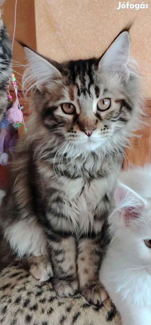 Azonnal elvihető törzskönyves maine coon nőstény!