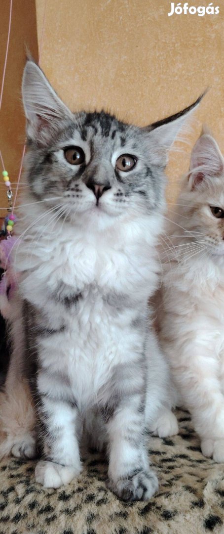 Azonnl elvihető törzskönyves maine coon nőstény!