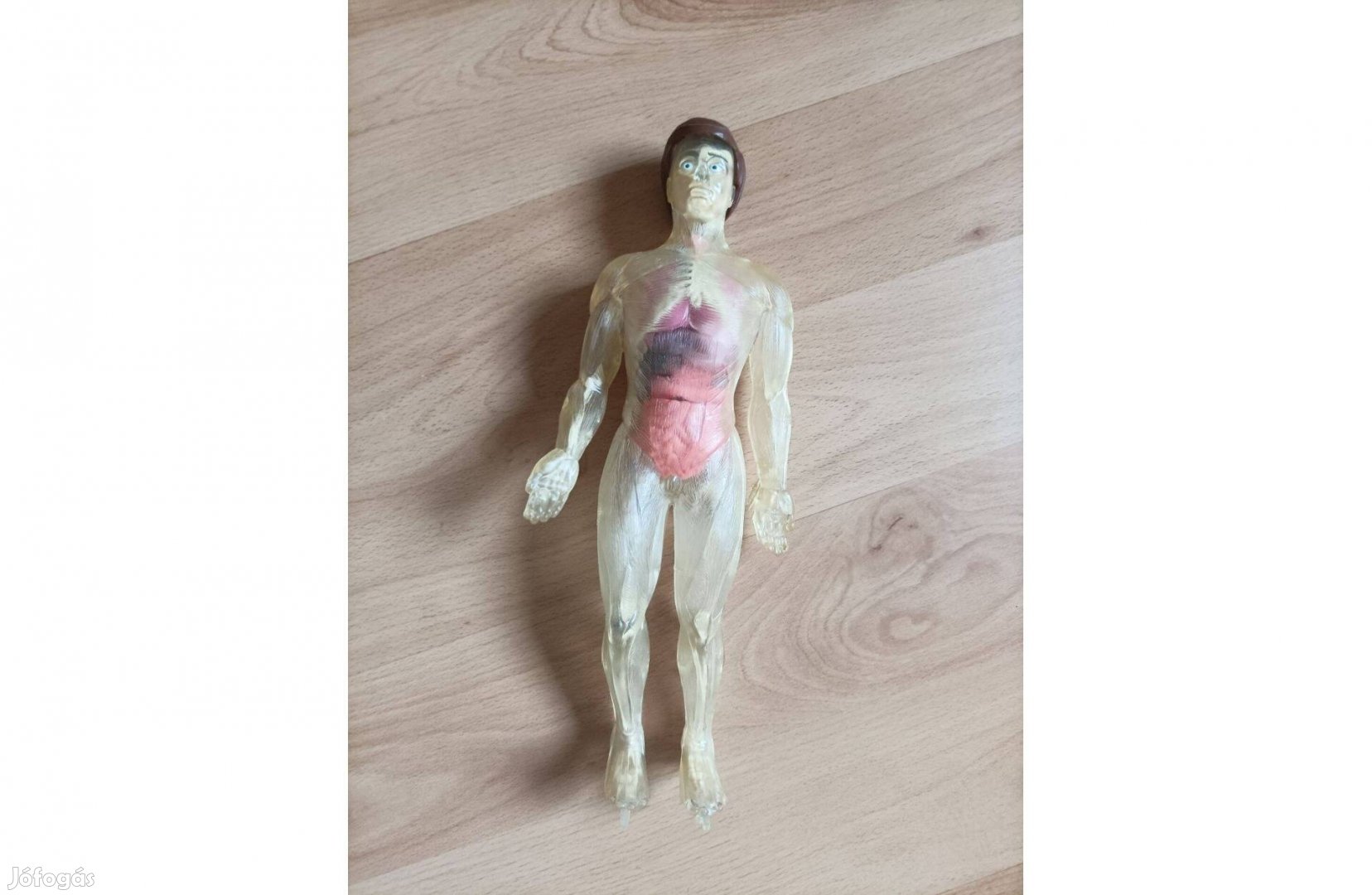 Baba, anatómiai modell