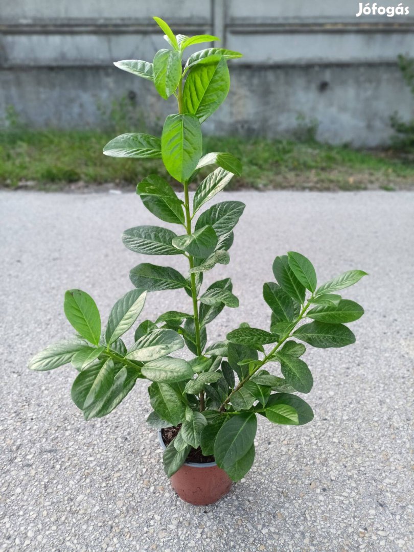 Babérmeggy Novita eladó 40-60 cm 1800 Ft !Akció !