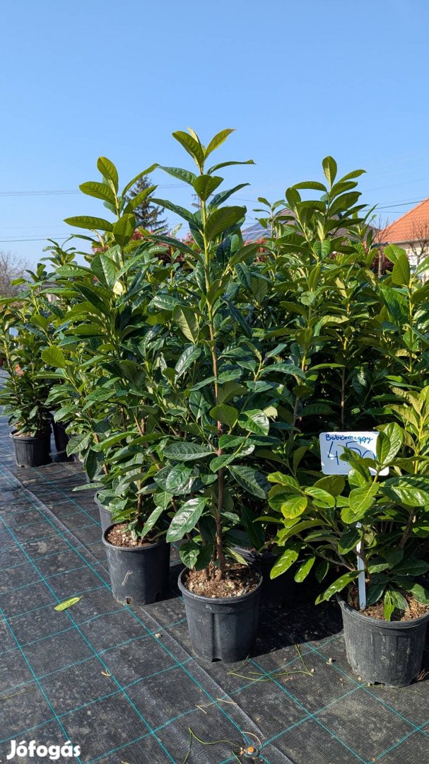 Babérmeggy Novita örökzöld sövény bokor