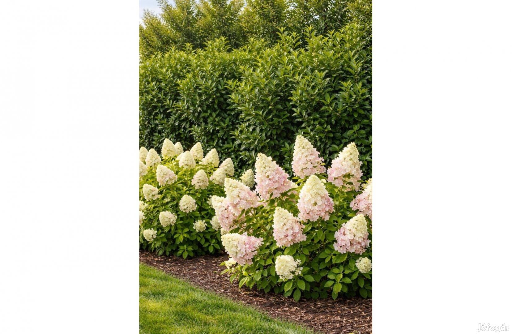 Babérmeggy sövény hortenzia csomag
