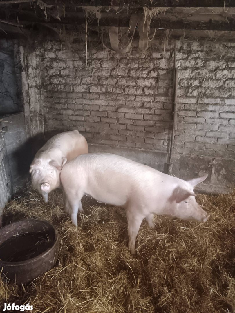 Bács-Kiskun Kiskunmajsa