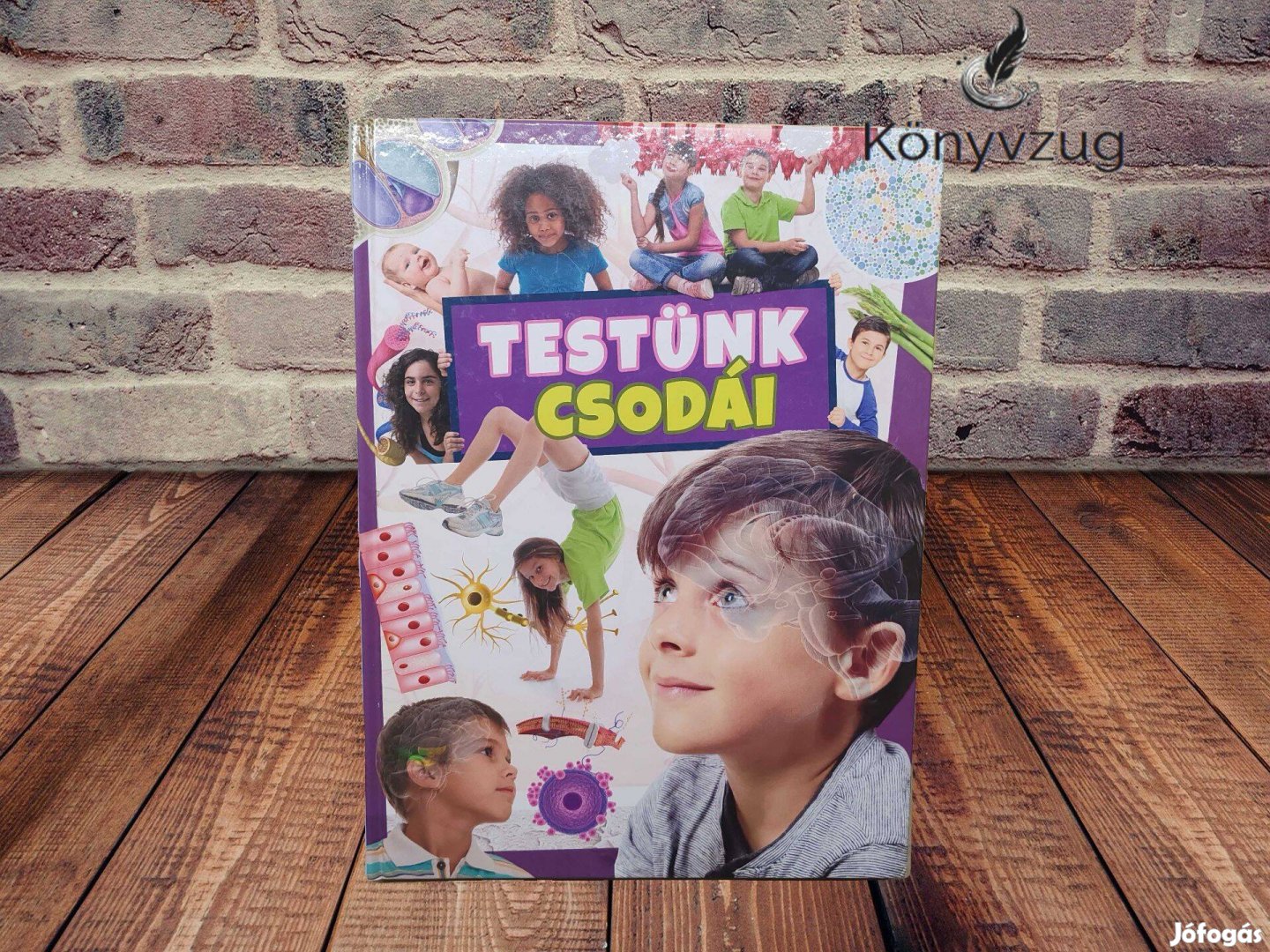 Bagoly Ilona - Testünk csodái