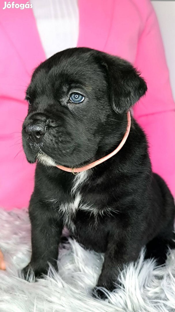 Bájos cane corso szuka