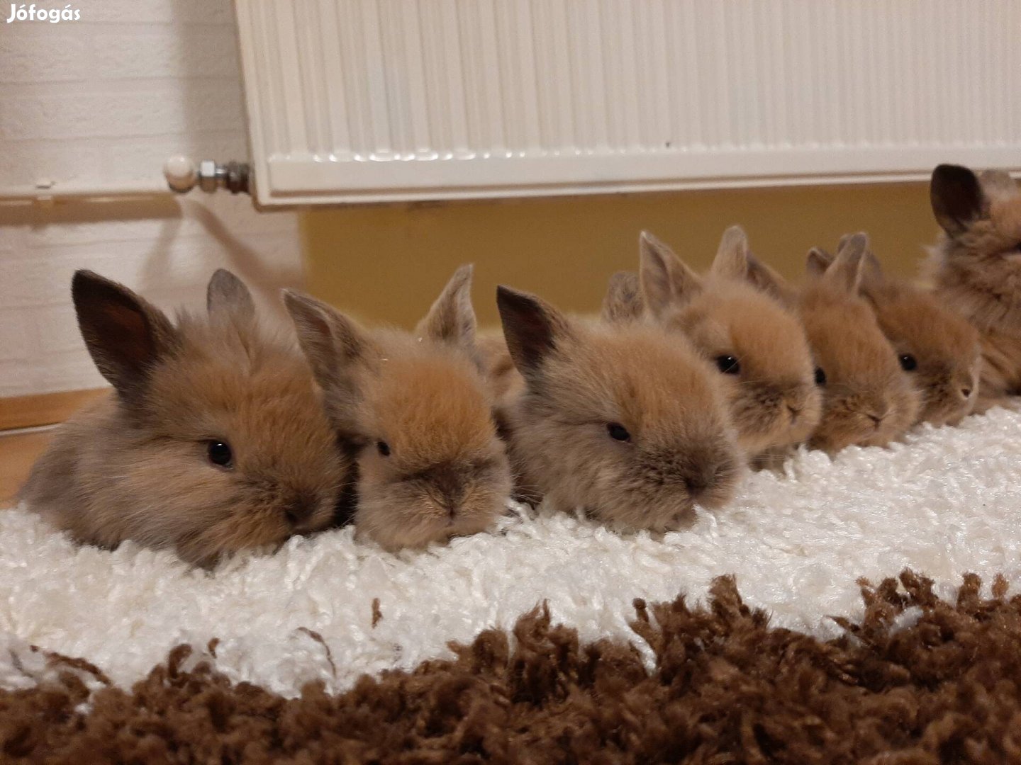 Bájos törpenyúl, oroszlánfejű nyúl