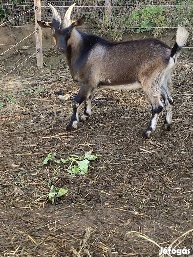 Bak kecske 4 hónapos 