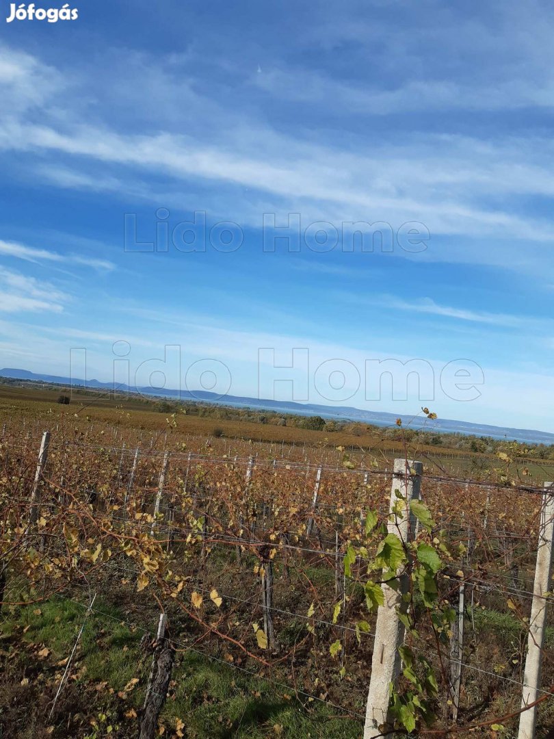 Balatoni panorámás szőlő