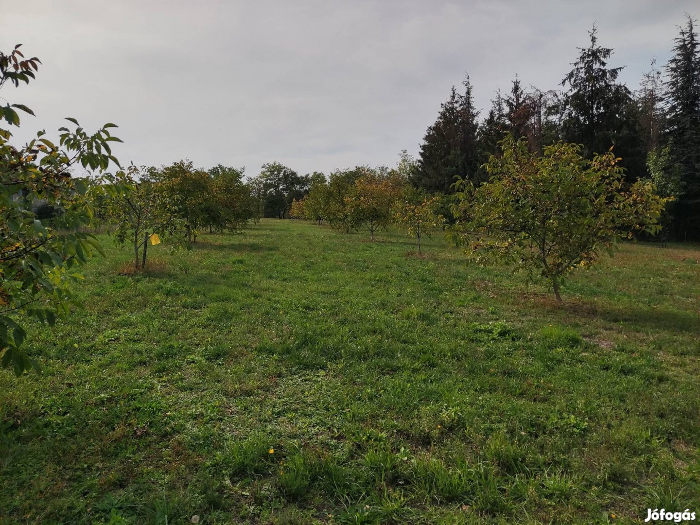 Balatonőszöd telek, dióskert