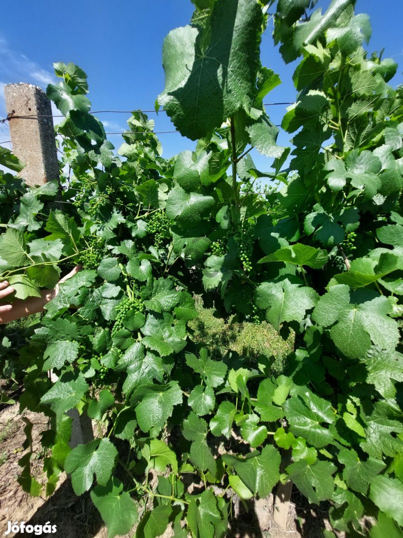 Balatonszemesi eladó mezőgazdasági ingatlan