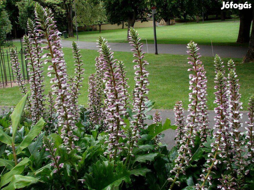 Balkáni medveköröm Acanthus