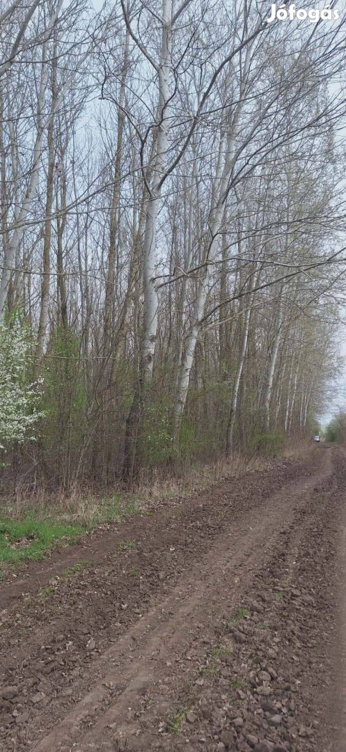 Balmazújváros mellett 4 hektár szürke nyárfa erdő eladó!