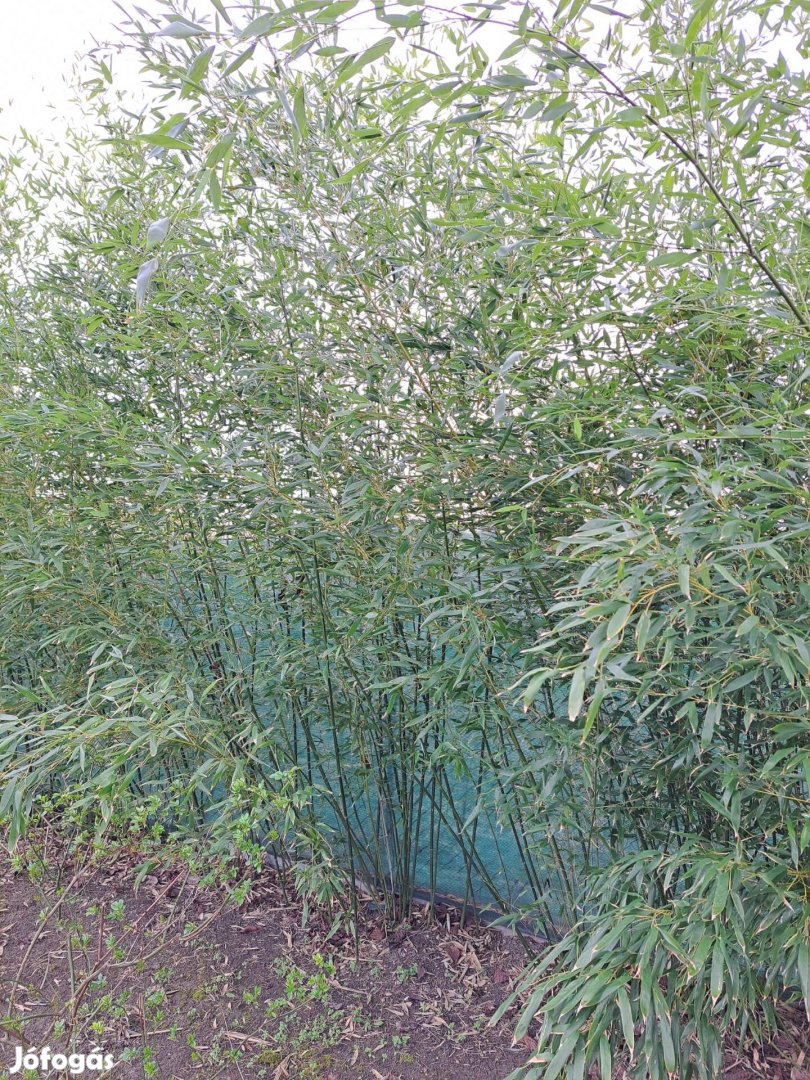 Bambusz, 3-5 magas 