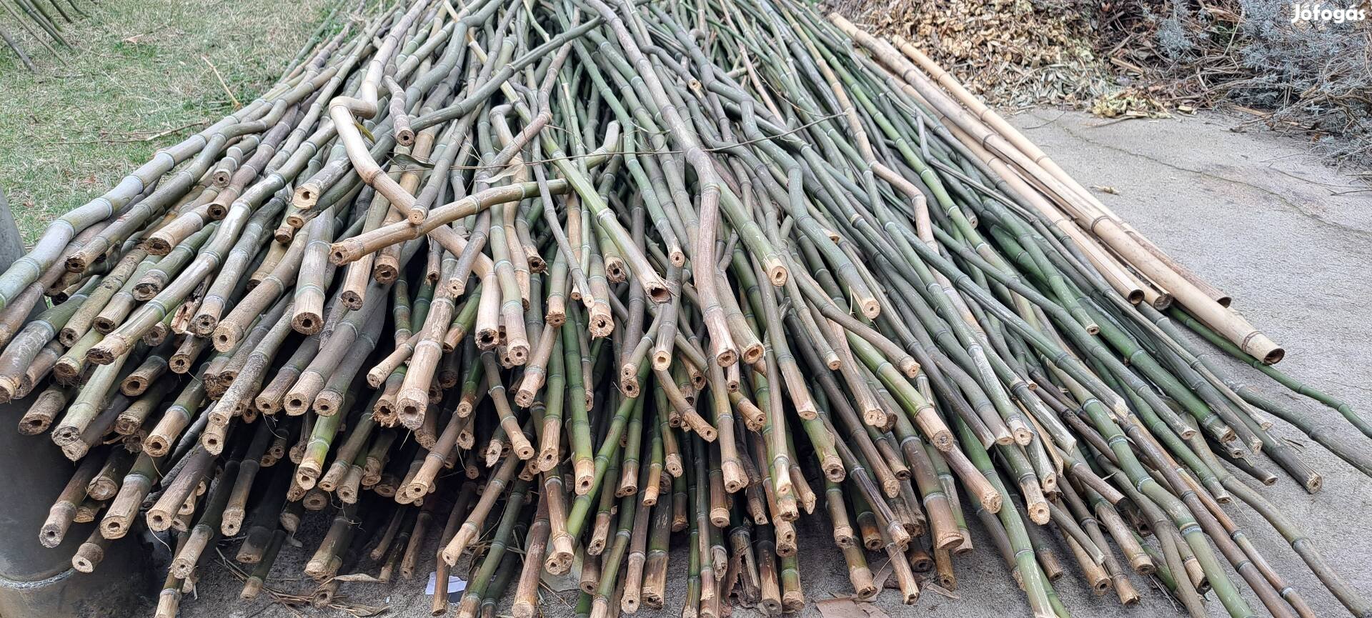 Bambusz nád 2-4 méterig