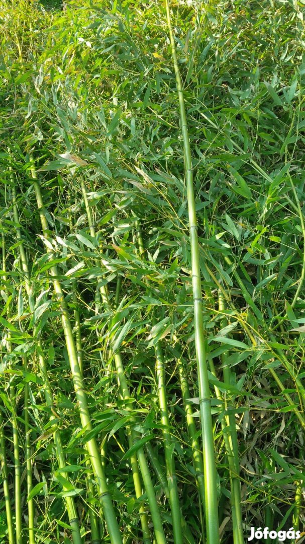 Bambusz tavaszi ültetésre