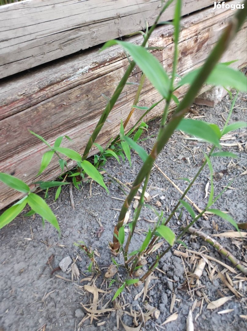 Bambusz tő japán 