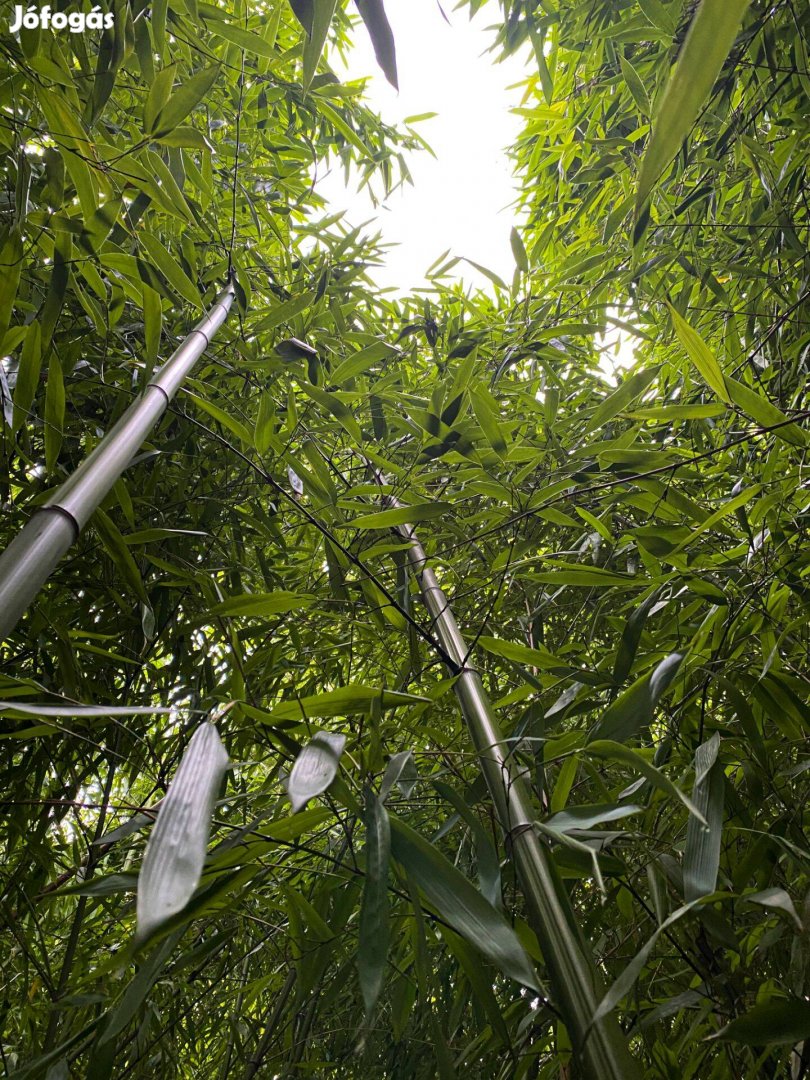 Bambusz tövek