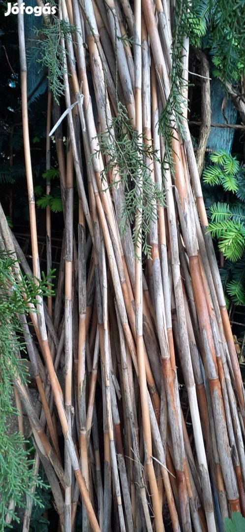 Bambusznád rudak,karók