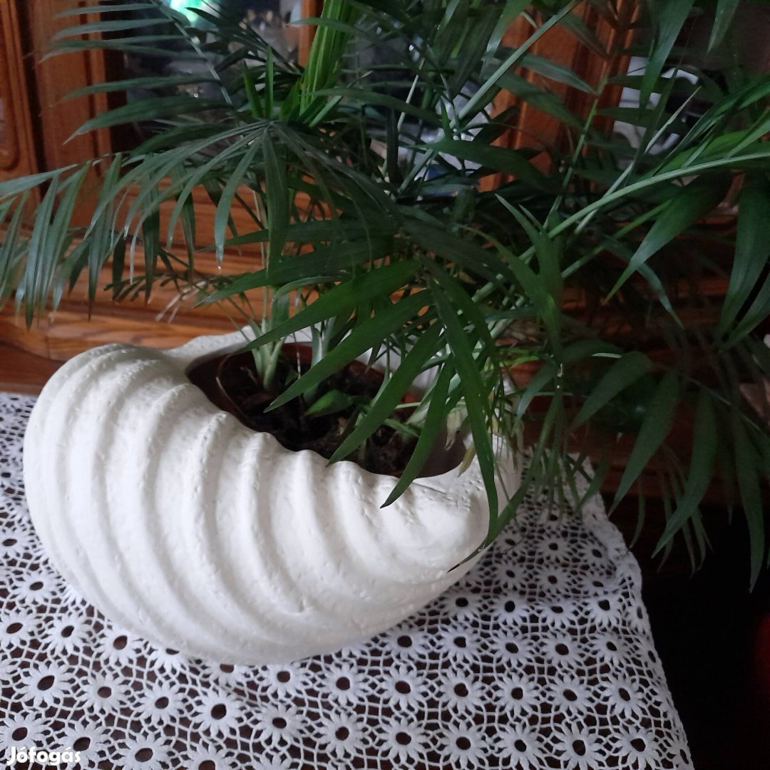 Bambuszpálma  chamaedorea elegans  