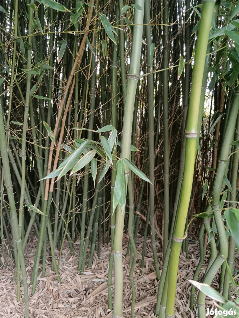 Bambuszrúd ingyen elvihető