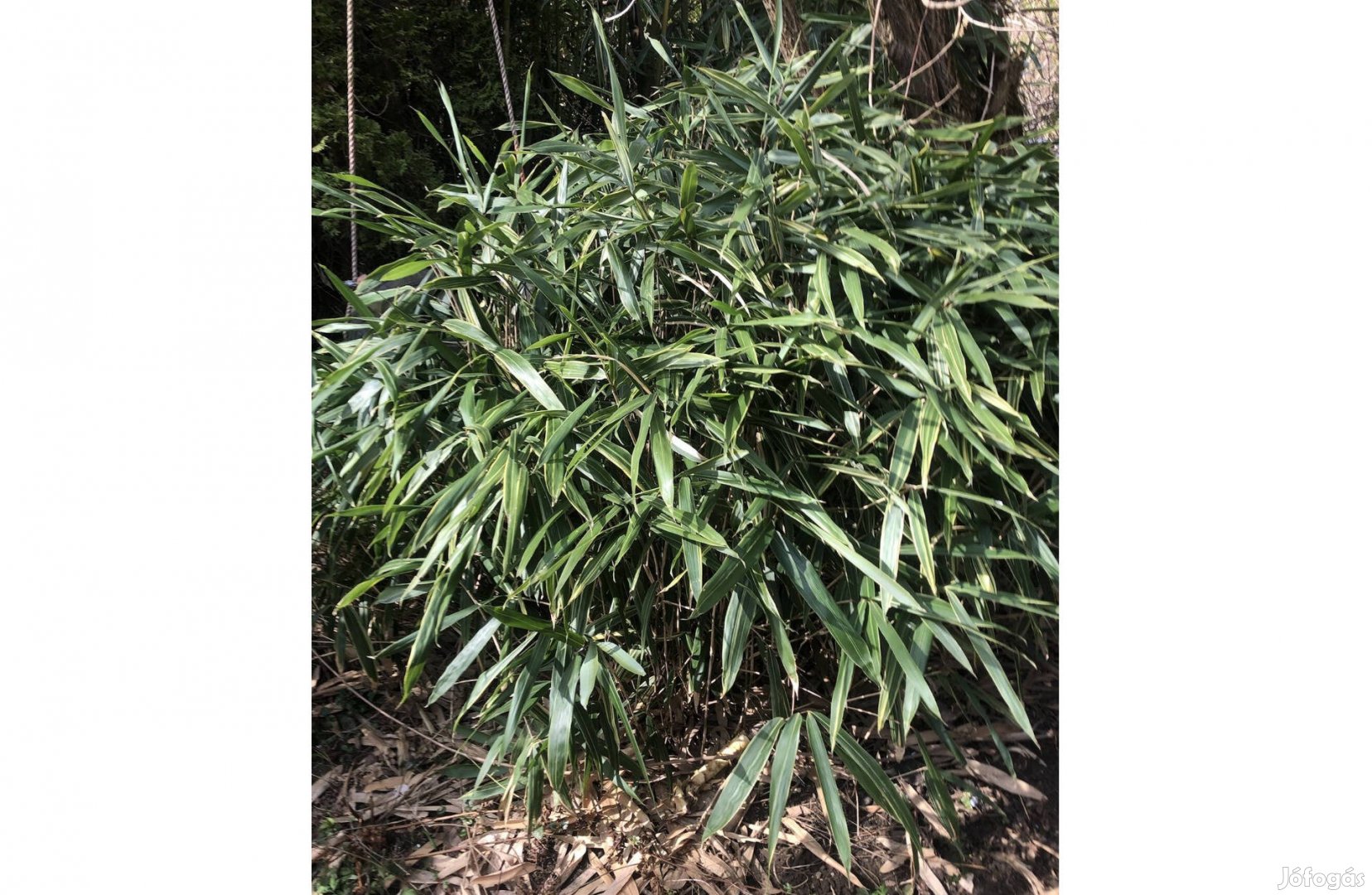 Bambuszsás növény 10 tő 4500 Ft :Lenti