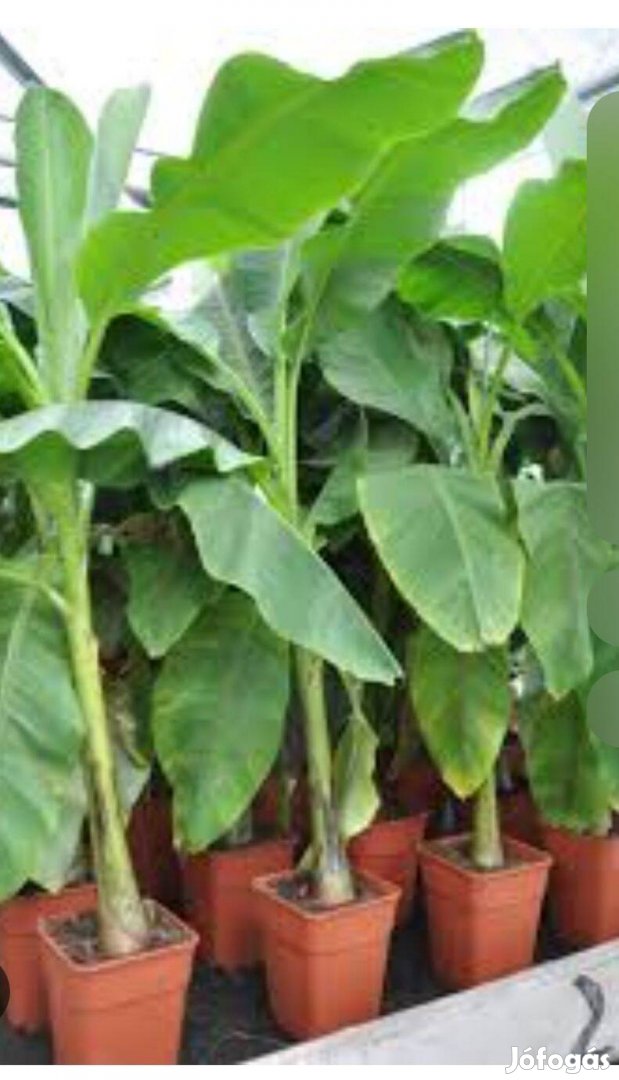Banánfa, kertész, kültéri növények