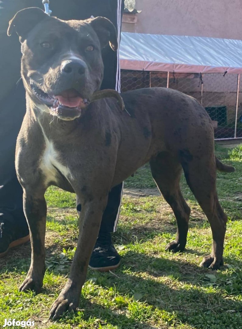 Bandog szuka ingyen elvihető 